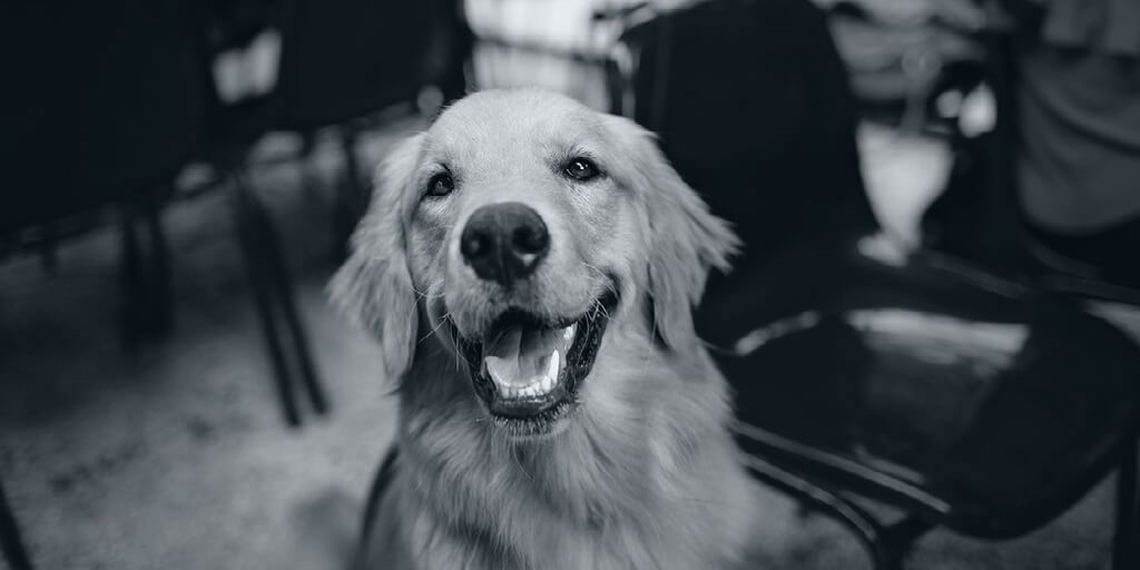 Ruff Day? Take a Cue From Your Canine Companion