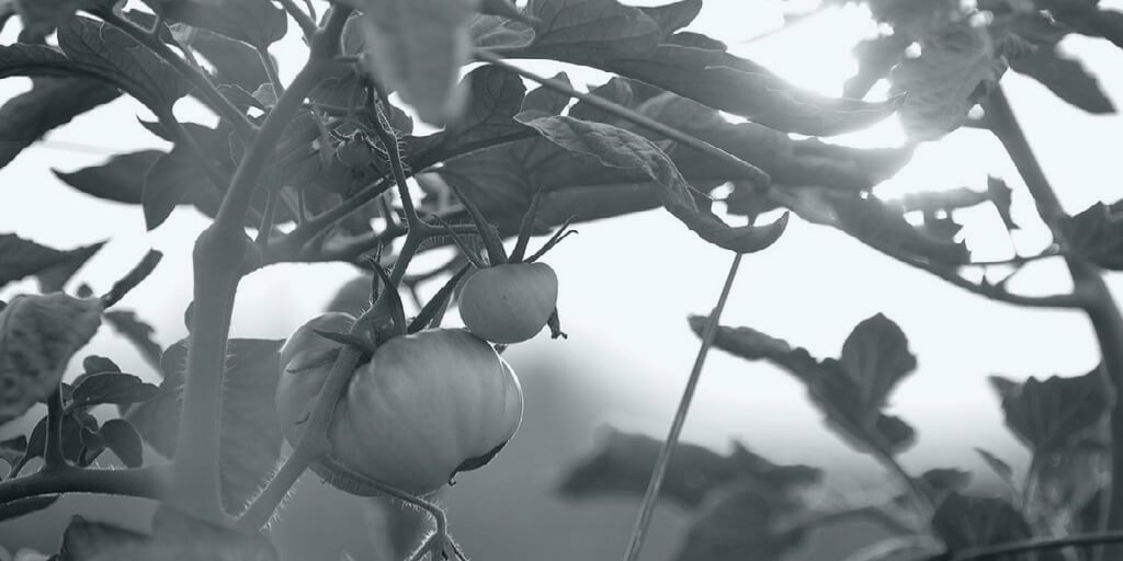 Tips For A Small Edible Garden