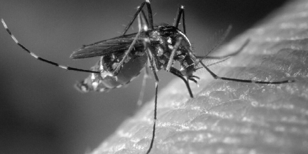 All-Natural Mosquito Repellent Alternatives